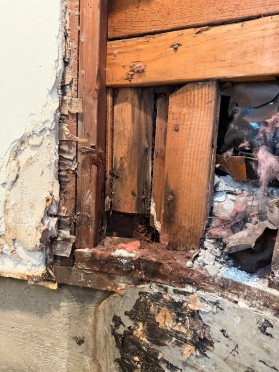 Severe water damage and black mold visible on exposed wood framing and drywall in a Los Angeles building wall cavity.